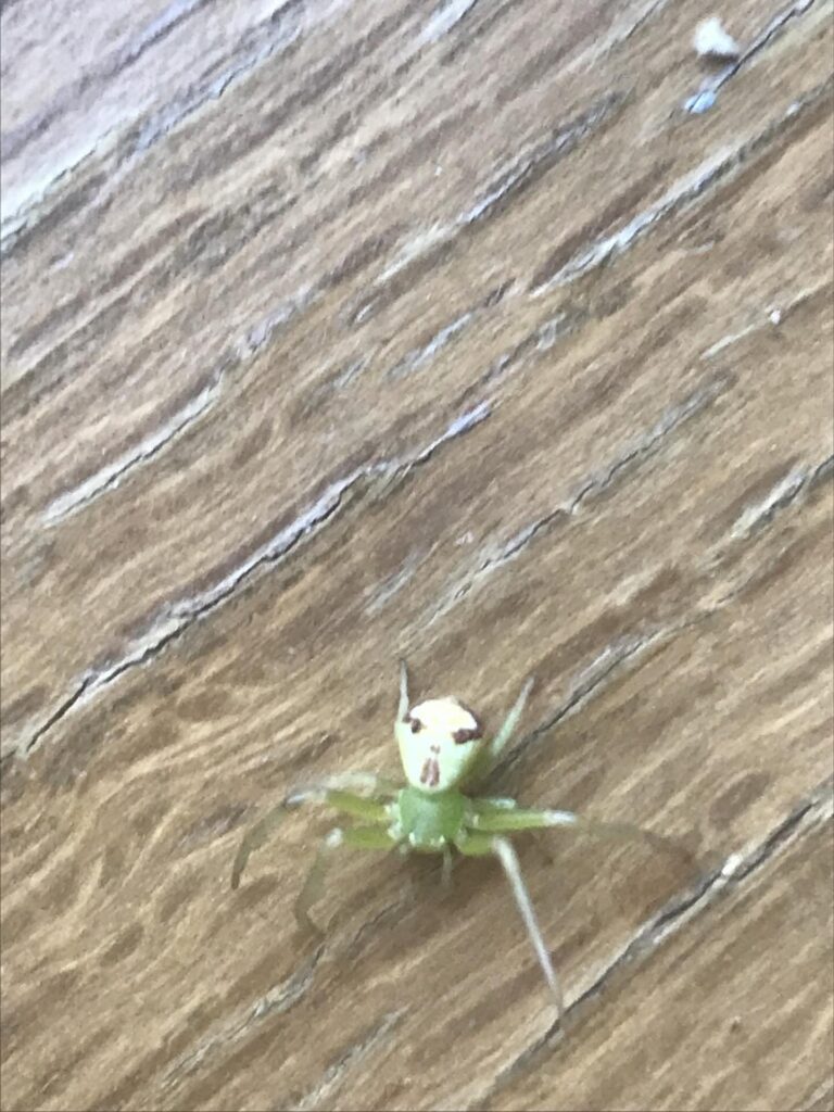 庭で見つけたクモ②（＠imikaoさんより提供）