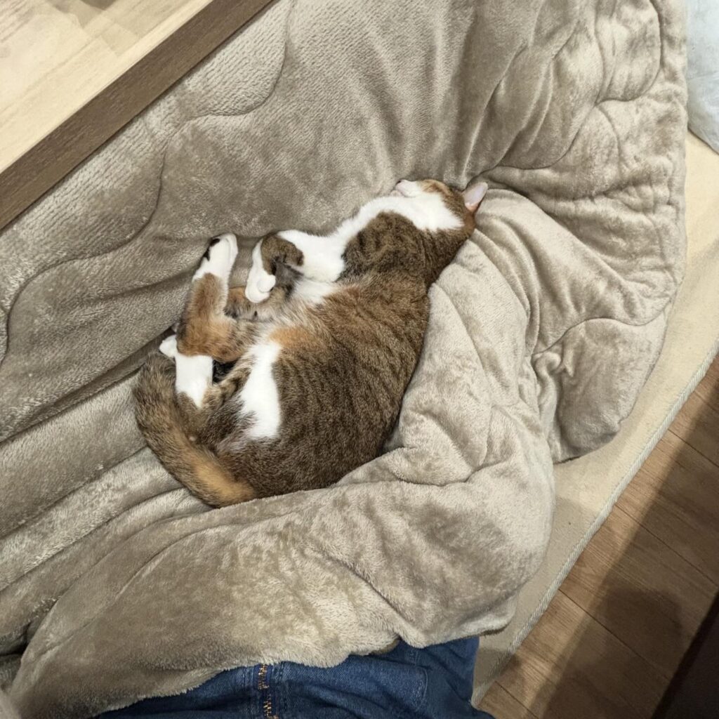 愛猫の普段の様子③（@mizuno_yuzenさんより提供）