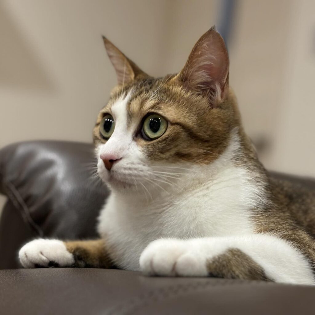 愛猫の普段の様子①（@mizuno_yuzenさんより提供）