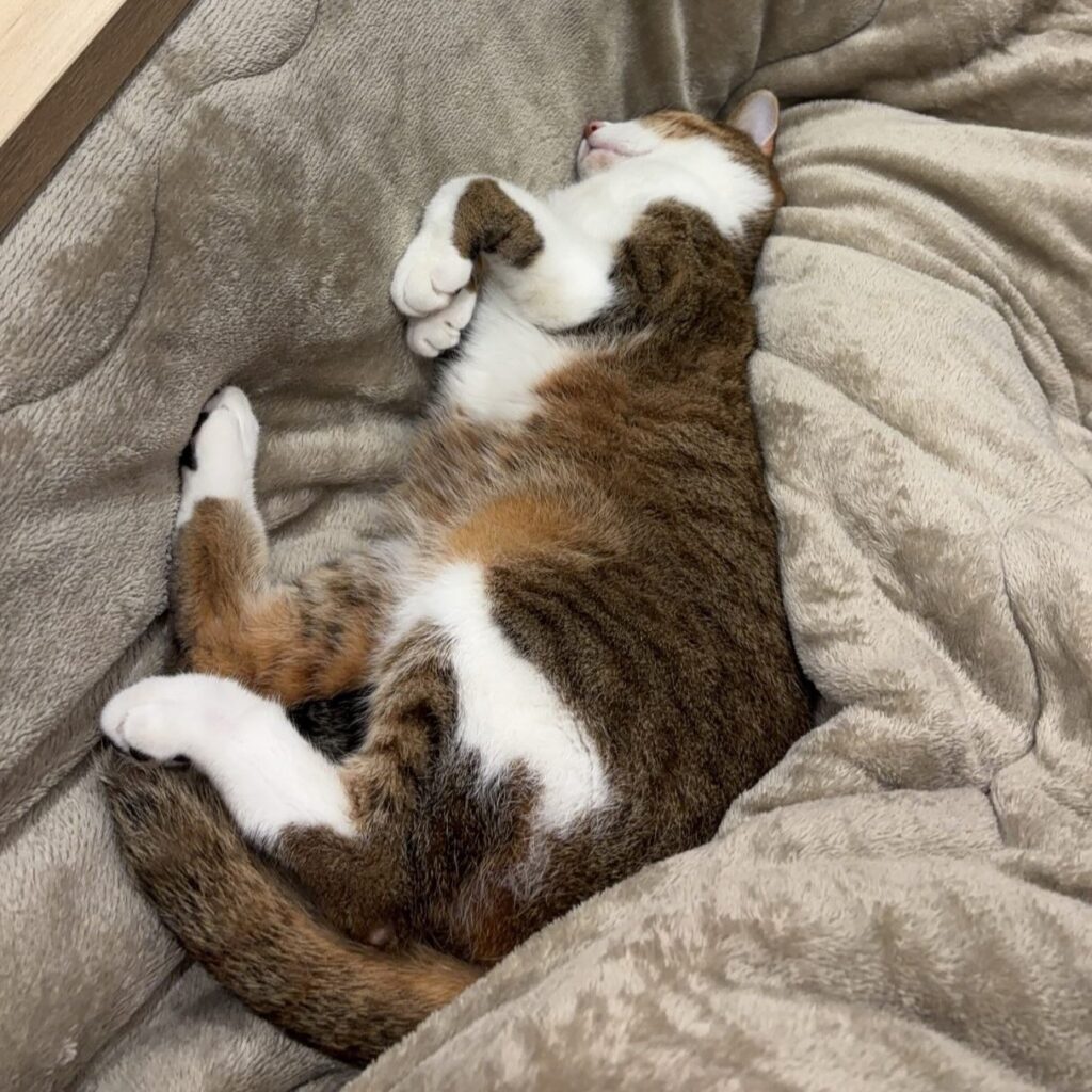 愛猫の普段の様子②（@mizuno_yuzenさんより提供）