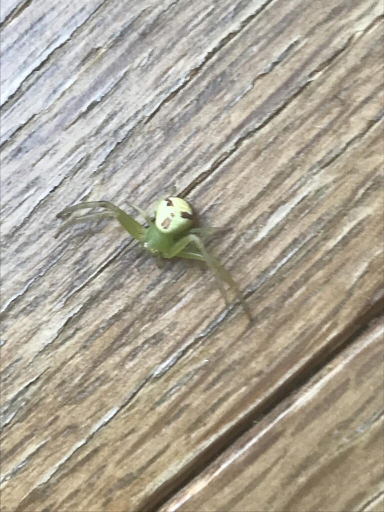 庭で見つけたクモ①（＠imikaoさんより提供）