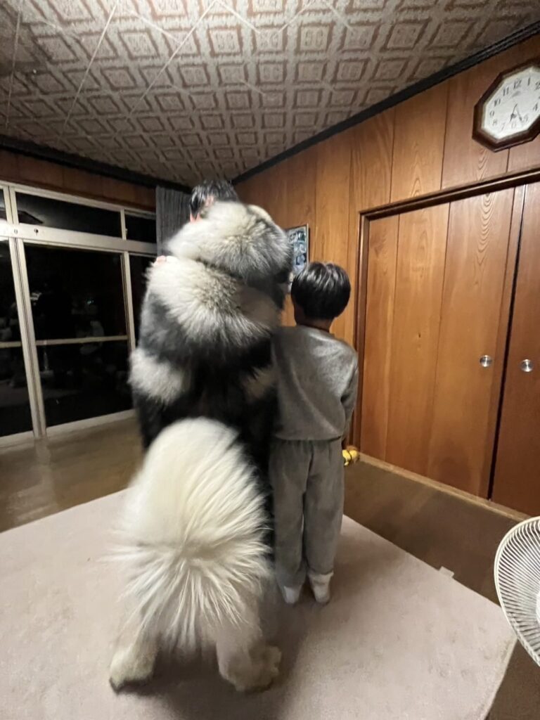 1歳8ヶ月の扶桑くん（＠fuso06.15malamuteさんより提供）