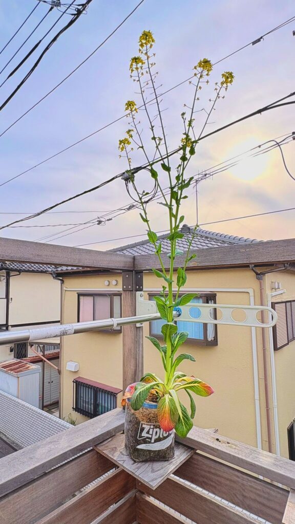 とう立ち（@HACK1136さんより提供）