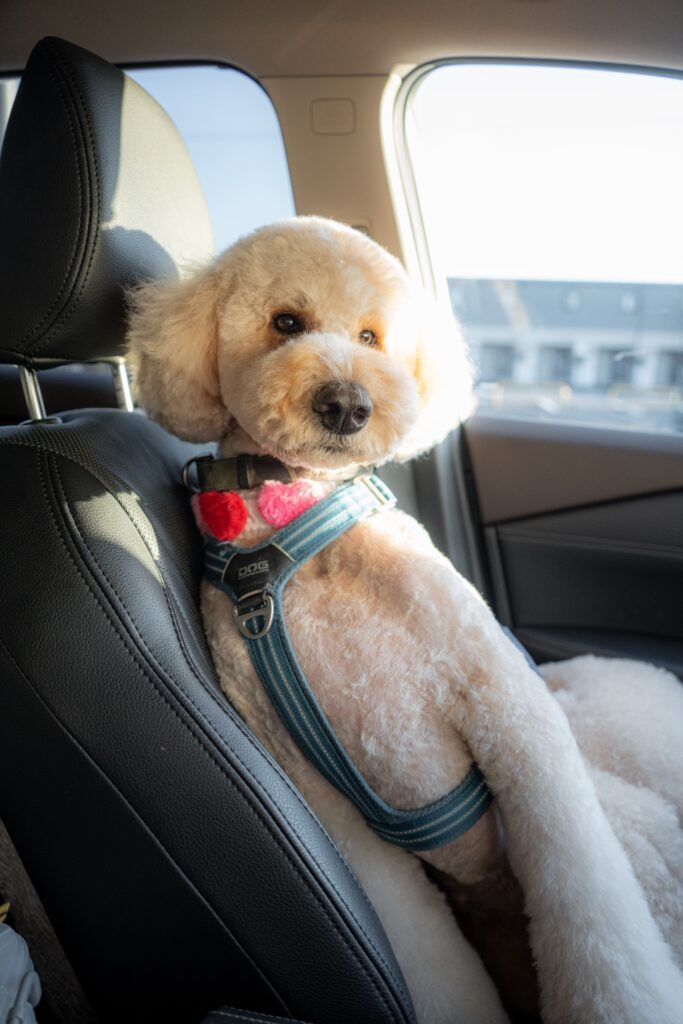 普段のチユくん①（＠chiyu_ningenさんより提供）