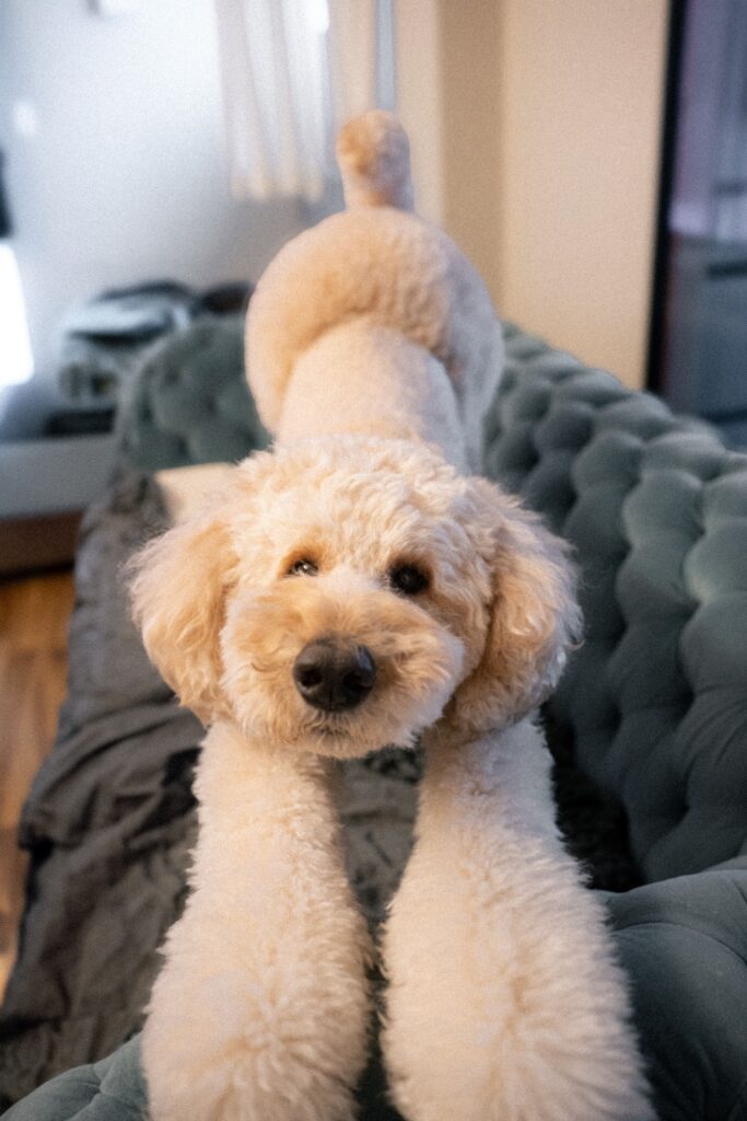 普段のチユくん②（＠chiyu_ningenさんより提供）