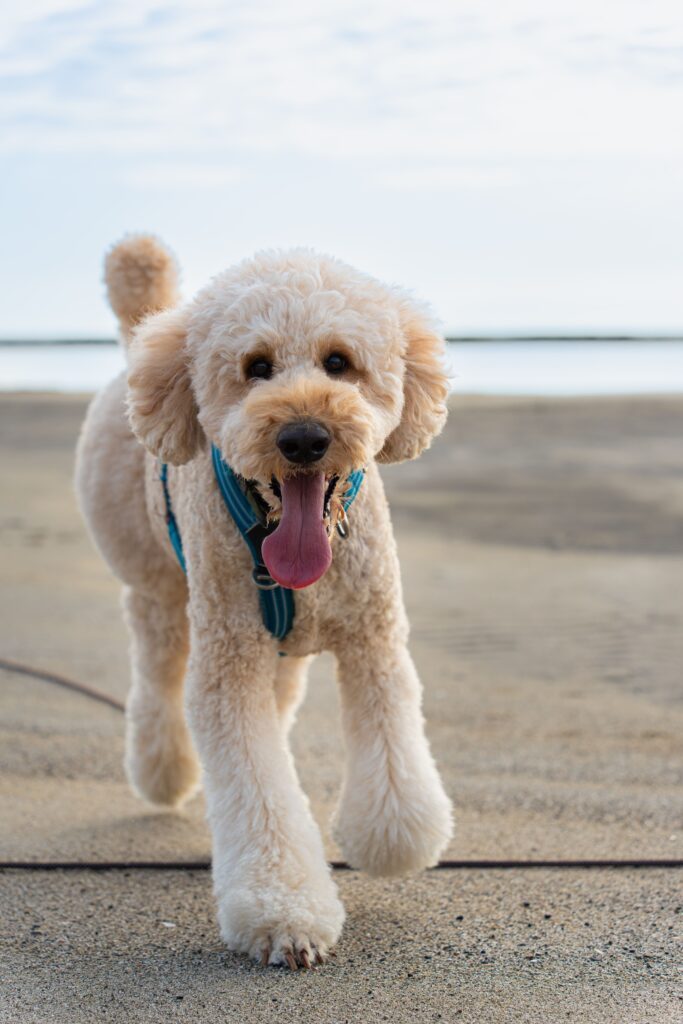 普段のチユくん③（＠chiyu_ningenさんより提供）