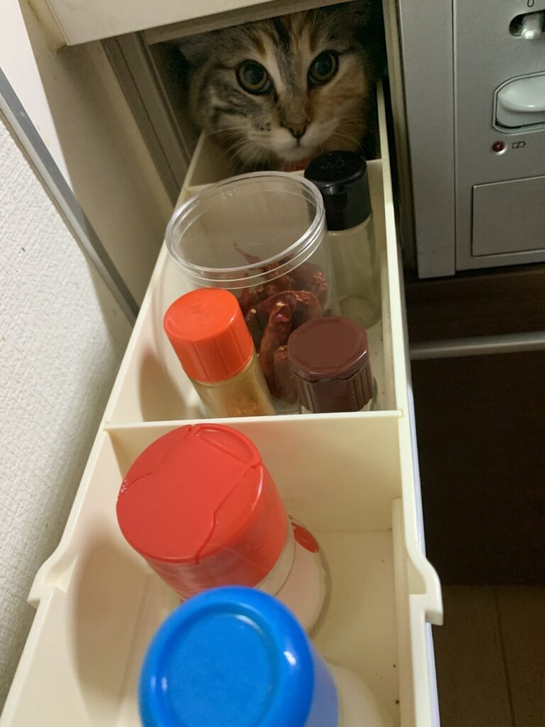 朝のキッチンで起きた珍事件②（@love98054108さんより提供）