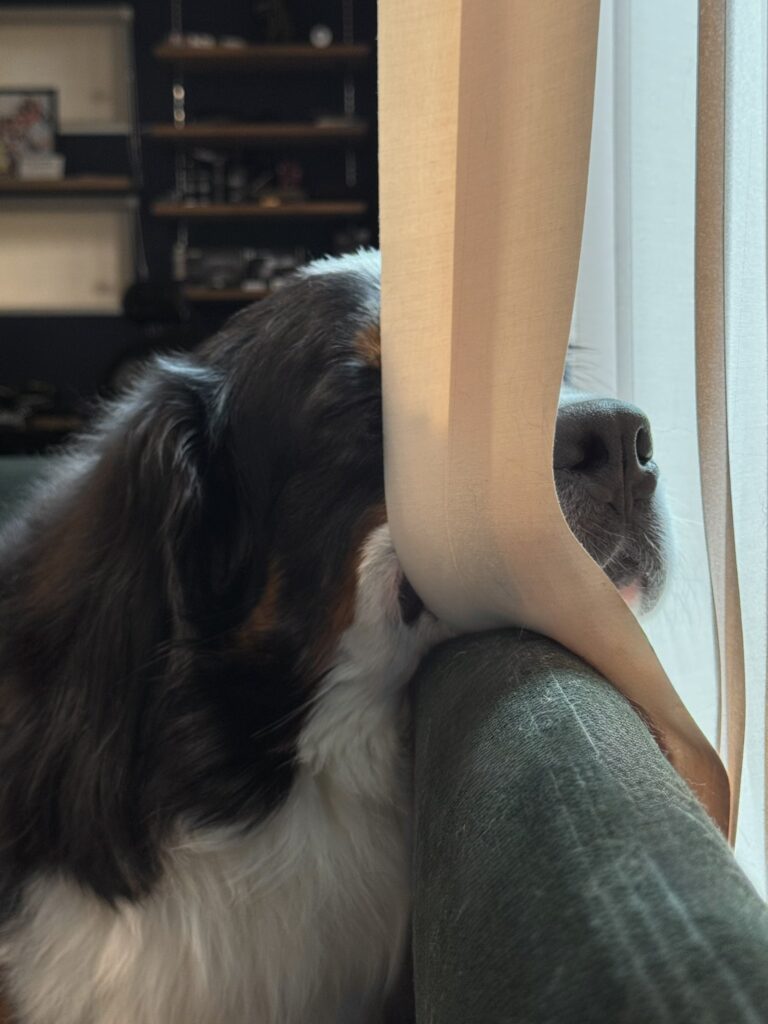 【実際の画像】　届いた写真の様子