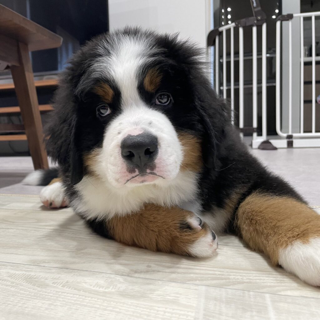 ドニーちゃん①（＠donnie_logさんより提供）