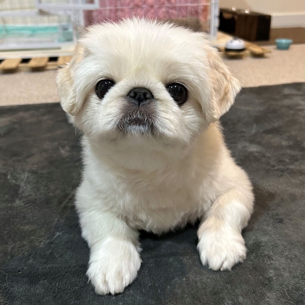 お迎え後の様子①（＠Latte0724さんより提供）