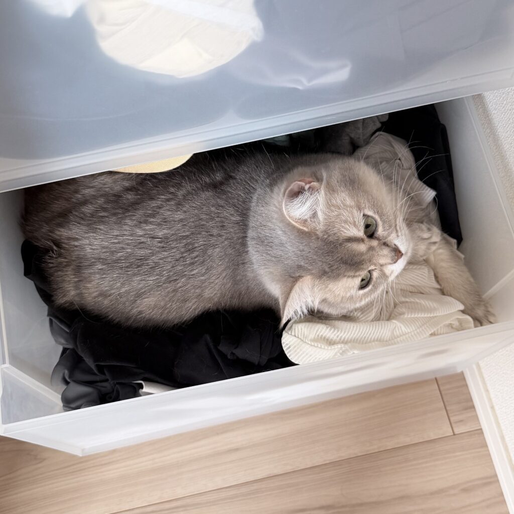 収納ケースの中には…①（＠nico_mia_lifeさんより提供）