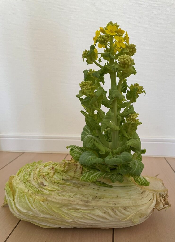 白菜から菜の花が生えた様子（＠koshinoryouさんより提供）