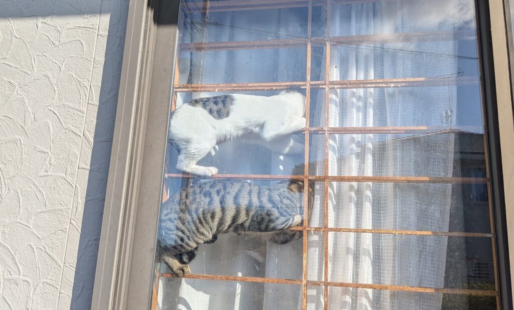 障子の枠の上に…（＠R4YfCyIr5ghVaa3さんより提供）