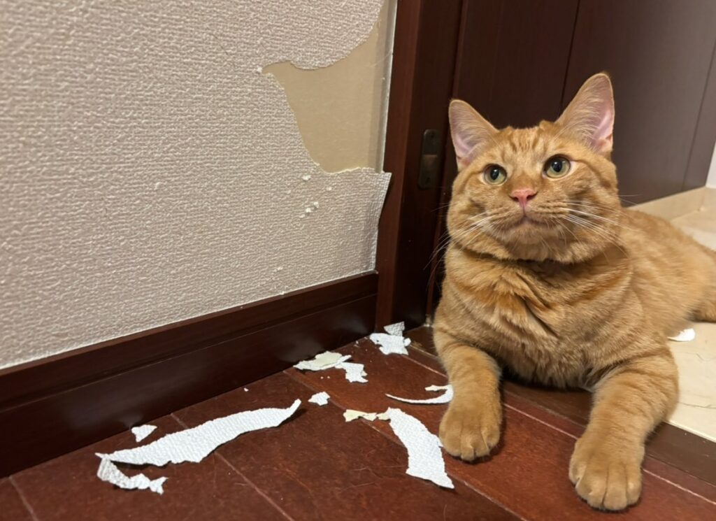 破られた壁紙（＠fukuroupiyopiyoさんより提供）