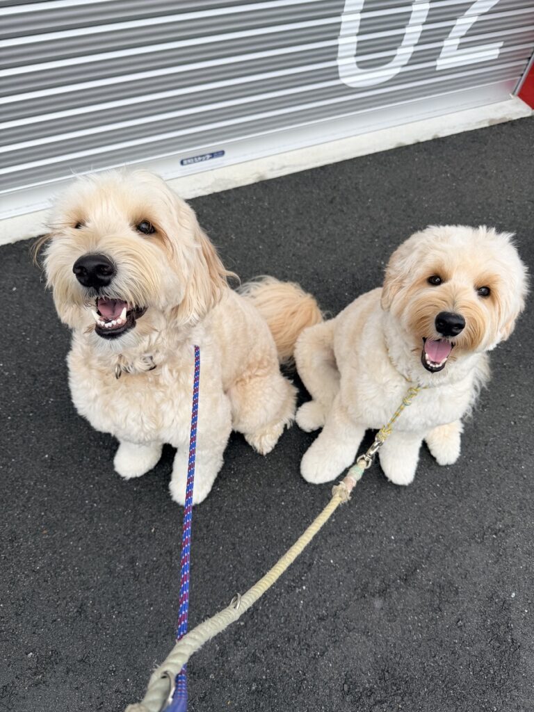 殿麻呂くんと茶々丸くん（@tonomaro_gdoodleさんより提供）