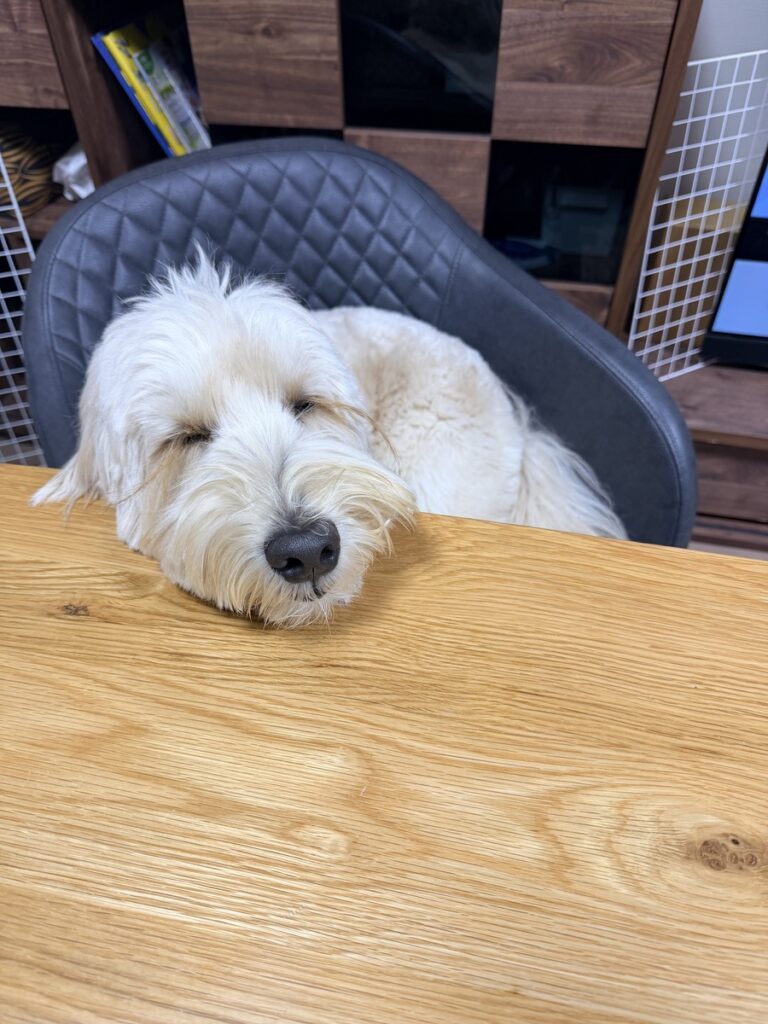 寝づらそうでもぐっすり（@tonomaro_gdoodleさんより提供）