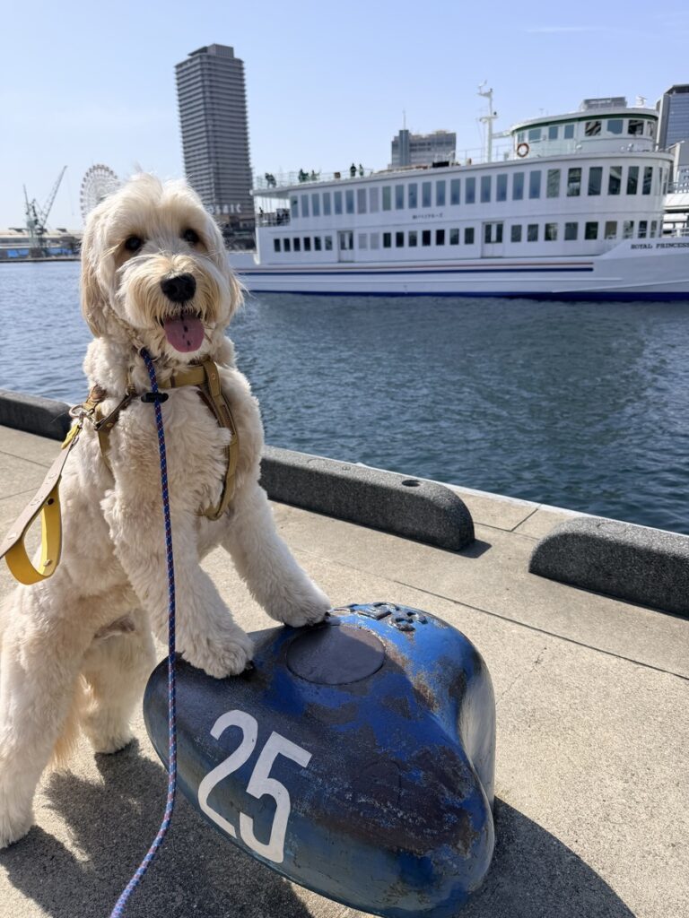 普段の様子（@tonomaro_gdoodleさんより提供）