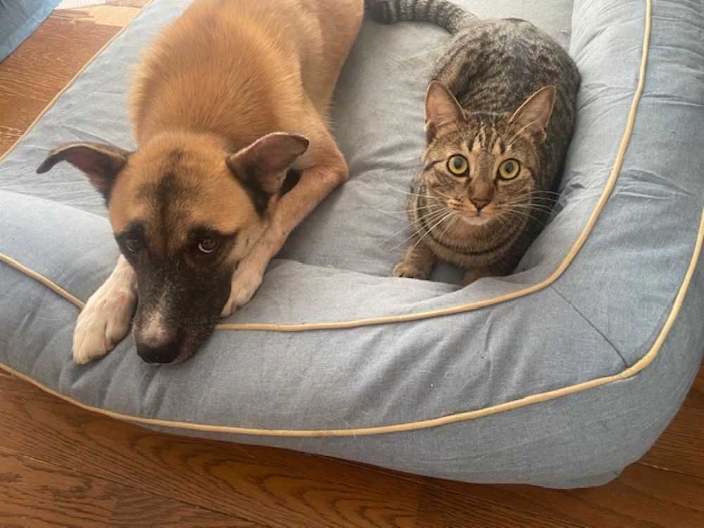 一緒に暮らす家族②（＠shizurdpcsfさんより提供）