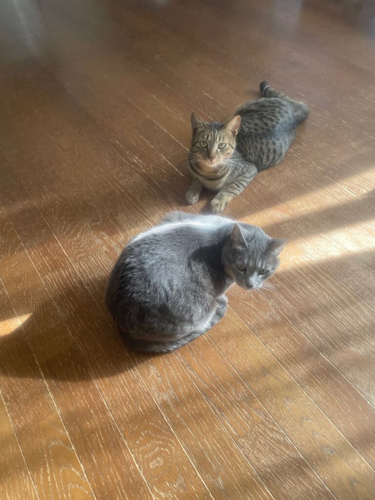 一緒に暮らす家族③（＠shizurdpcsfさんより提供）