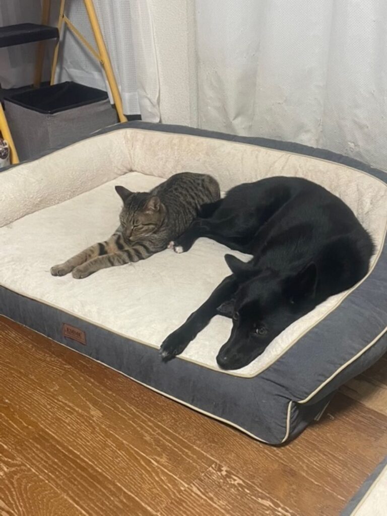 一緒に暮らす家族①（＠shizurdpcsfさんより提供）