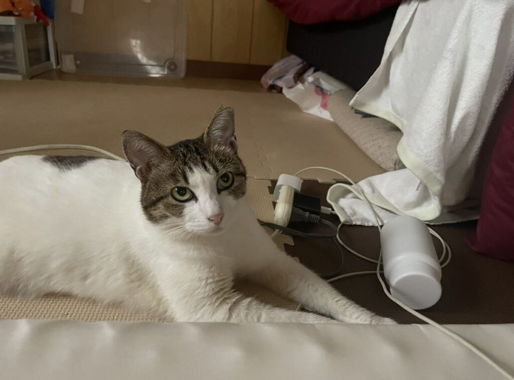 猫と一緒に育った息子（提供元：＠365dayshusbandさん）