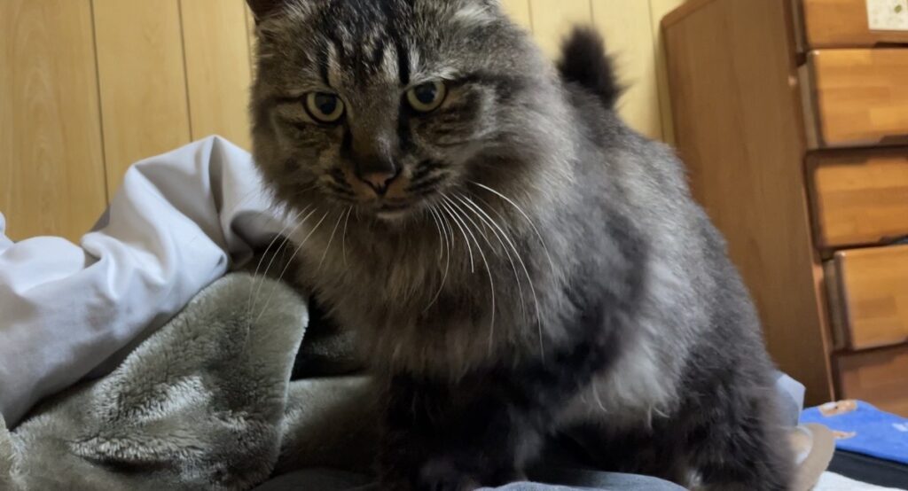 猫と一緒に育った息子（提供元：＠365dayshusbandさん）