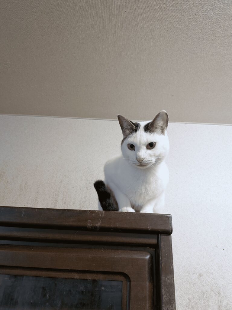 娘・舞ちゃん（＠R4YfCyIr5ghVaa3さんより提供）