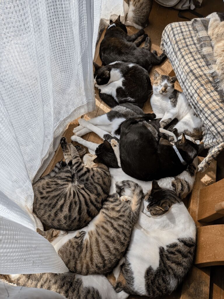 一斉に日向ぼっこする猫ちゃんたち（＠R4YfCyIr5ghVaa3さんより提供）