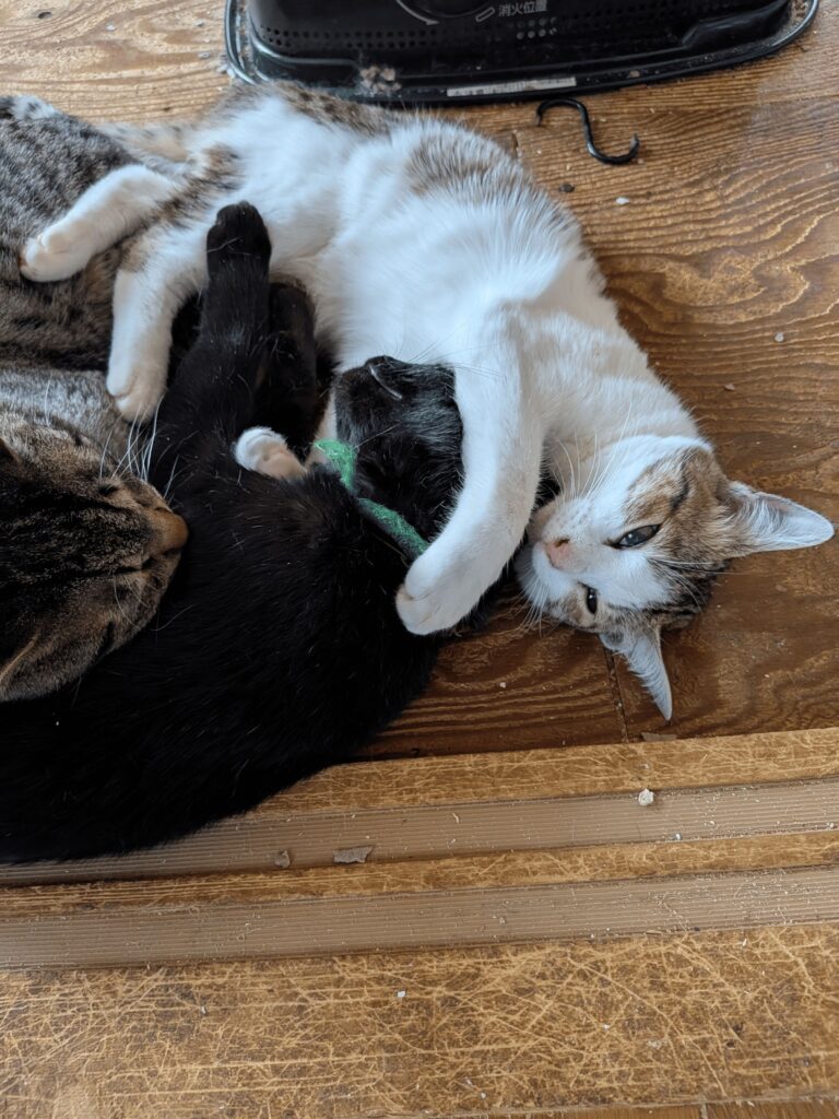 【実際の写真】違和感の正体