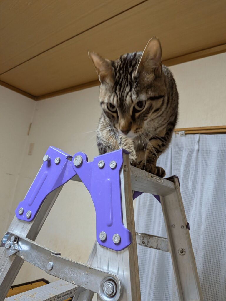 父・柚子くん（＠R4YfCyIr5ghVaa3さんより提供）