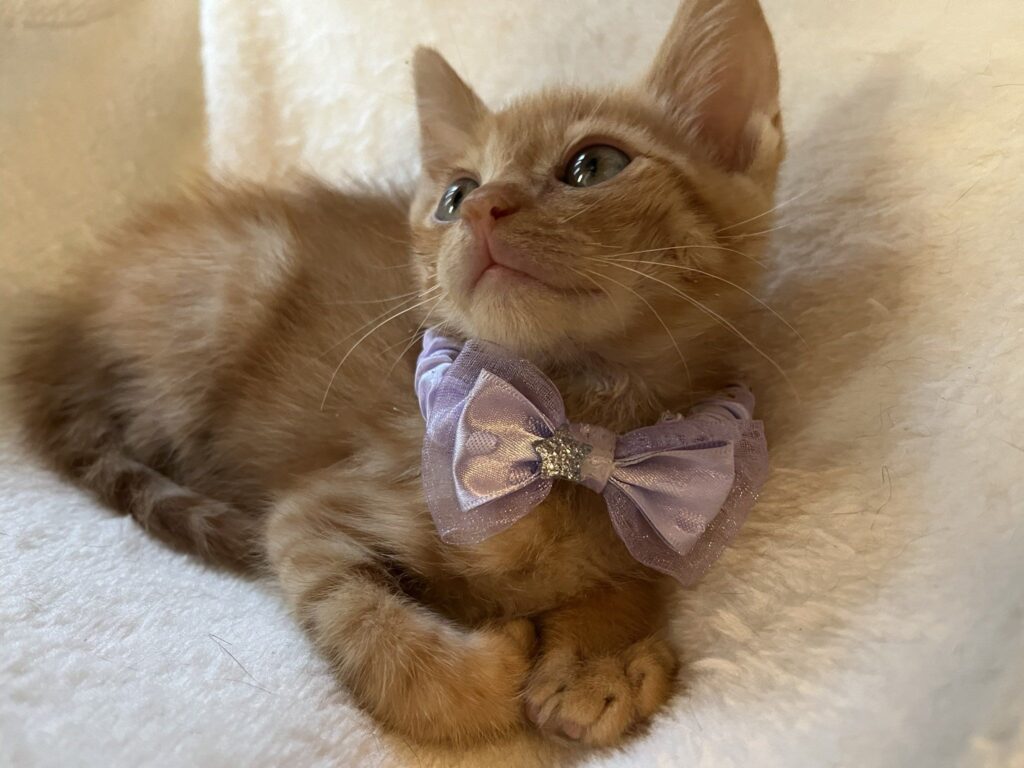 嵐くん⑤（＠fukuroupiyopiyoさんより提供）