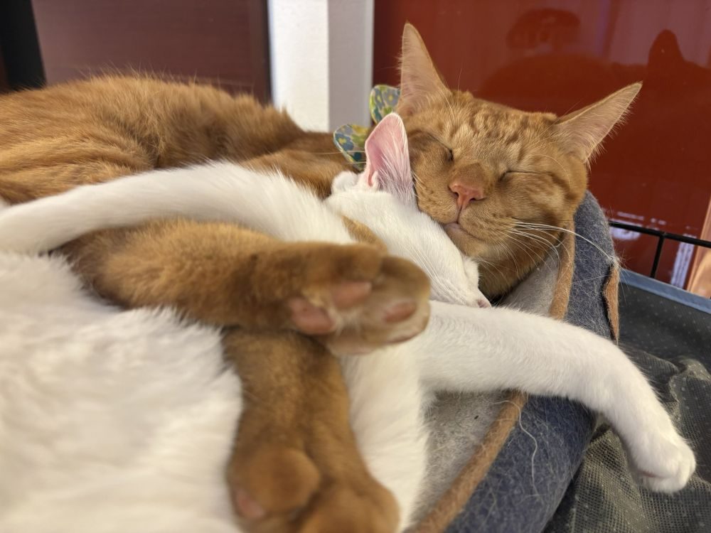 嵐くん④（＠fukuroupiyopiyoさんより提供）