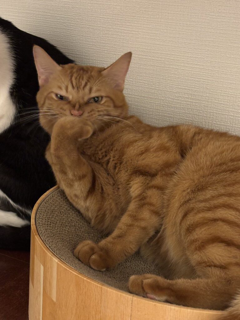 嵐くん③（＠fukuroupiyopiyoさんより提供）