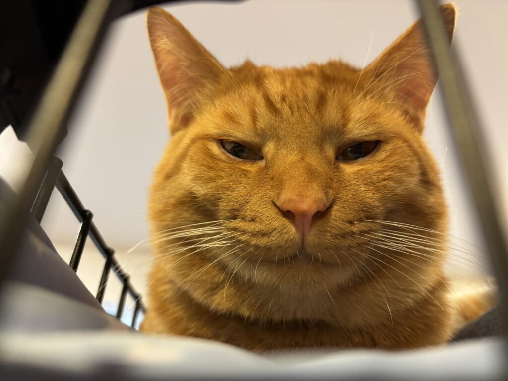 嵐くん②（＠fukuroupiyopiyoさんより提供）