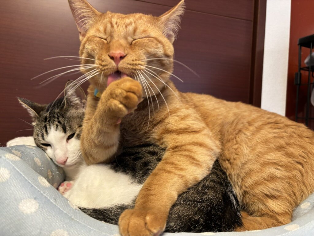 嵐くん①（＠fukuroupiyopiyoさんより提供）