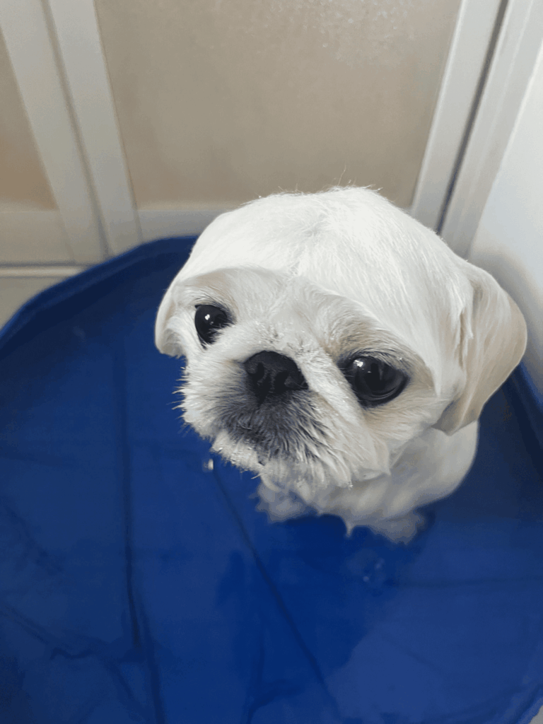 お迎え後の様子④（＠Latte0724さんより提供）