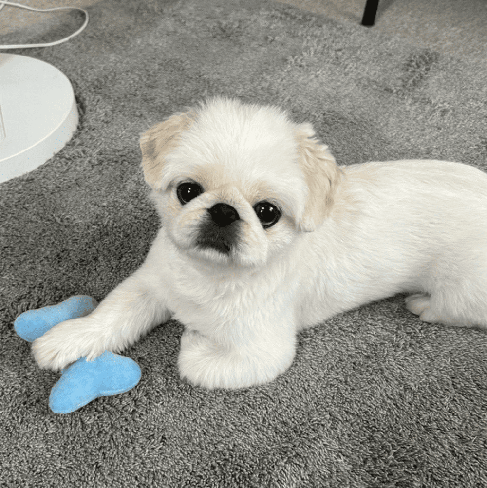 お迎え後の様子②（＠Latte0724さんより提供）