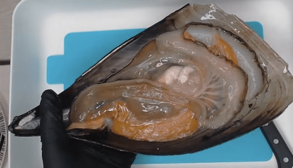 スーパーで買った平貝④（＠shimofuriichiboさんより提供）