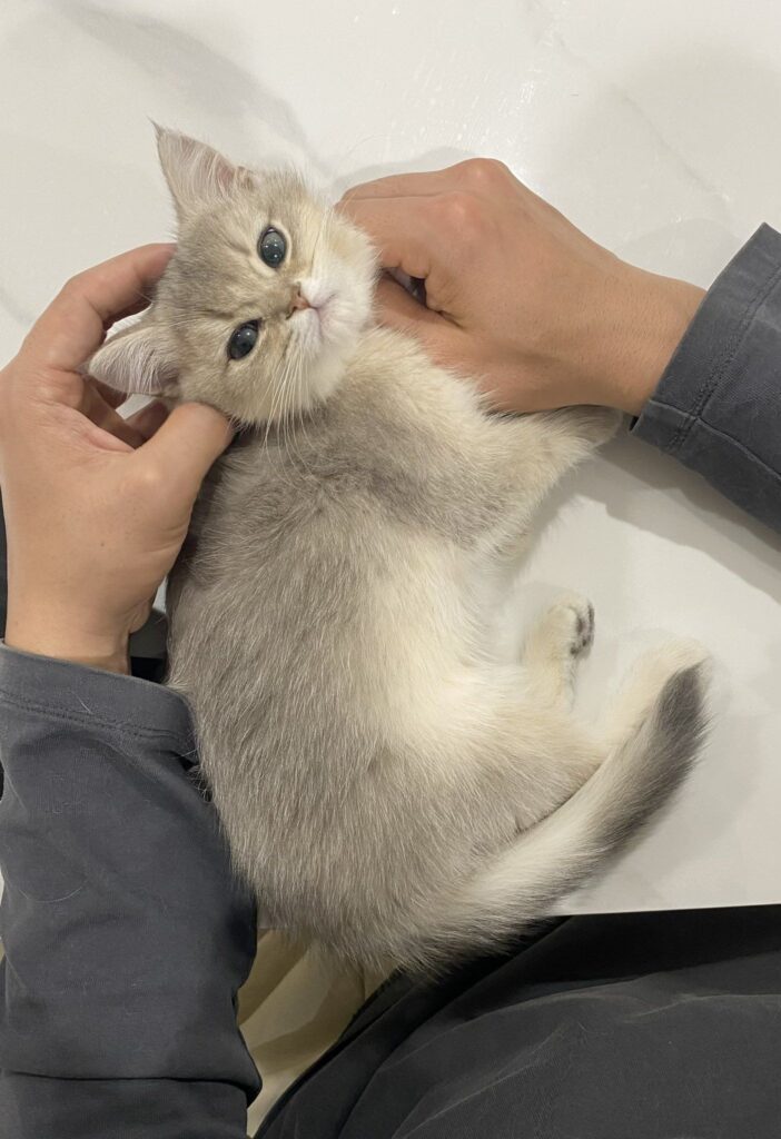 お迎えした頃の様子（＠nico_mia_lifeさんより提供）