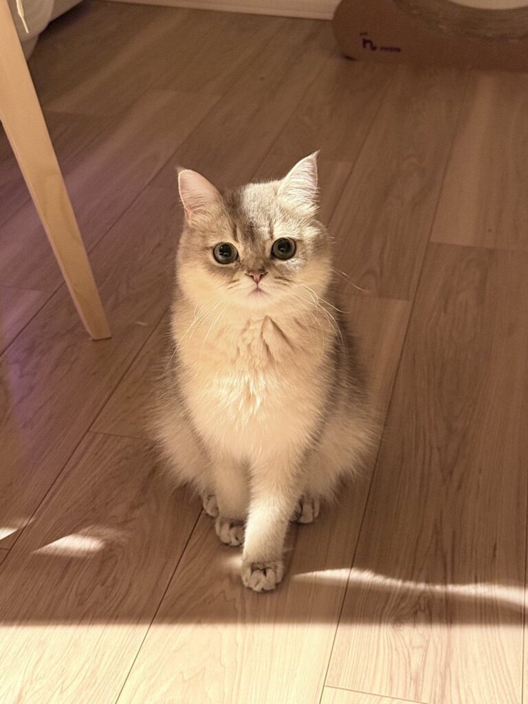 普段の様子②（＠nico_mia_lifeさんより提供）