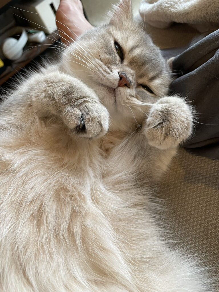 普段の様子③（＠nico_mia_lifeさんより提供）