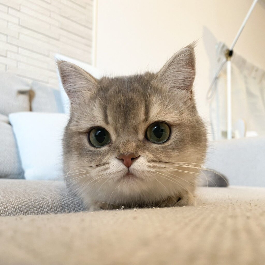 普段の様子④（＠nico_mia_lifeさんより提供）