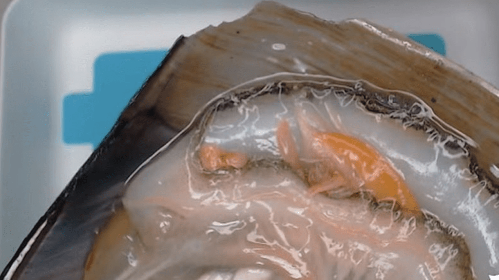 スーパーで買った平貝②（＠shimofuriichiboさんより提供）