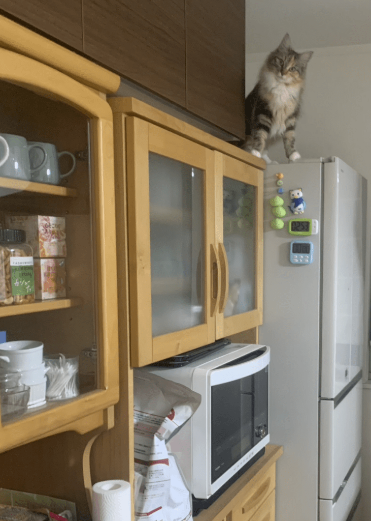 普段のむーちゃん②（@love98054108さんより提供）