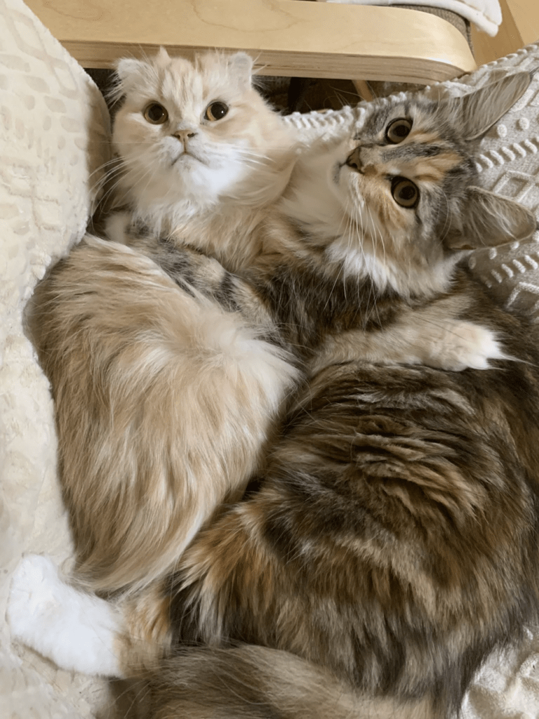 普段のむーちゃん③（@love98054108さんより提供）