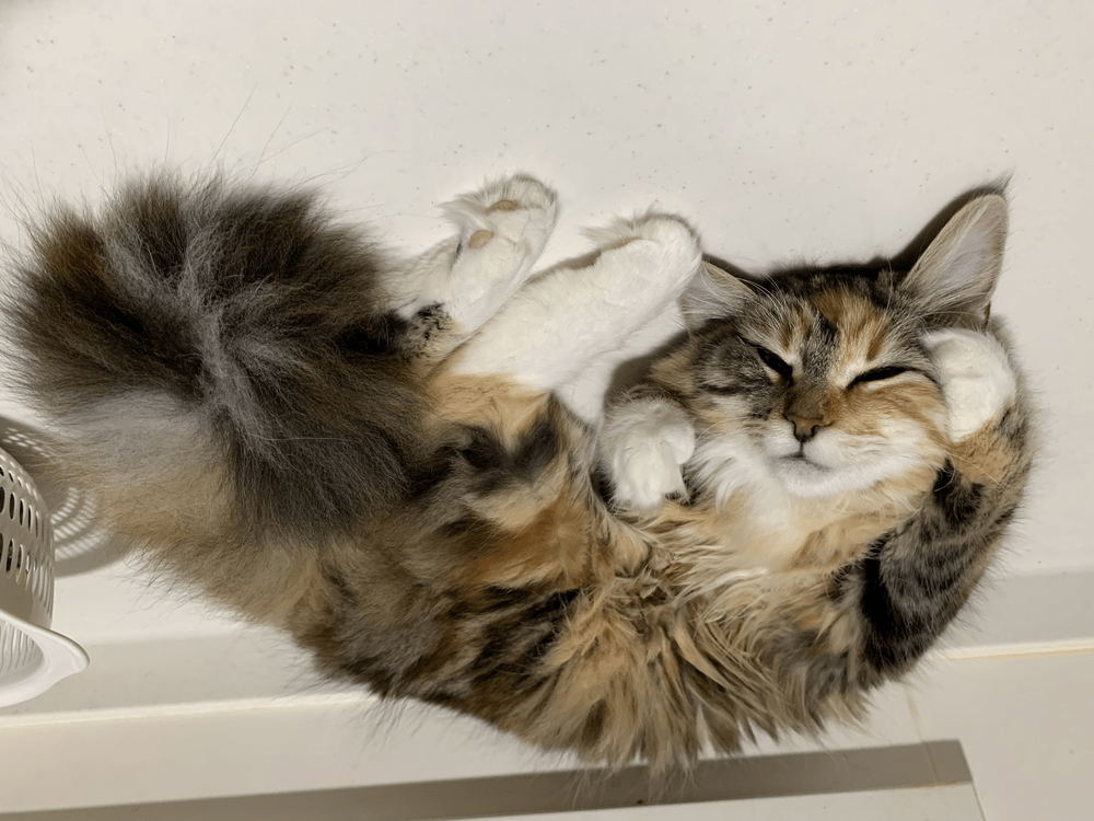 普段のむーちゃん④（@love98054108さんより提供）