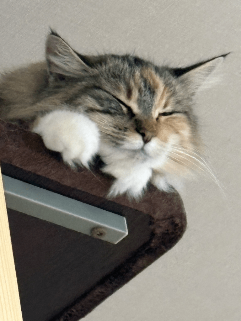 普段のむーちゃん①（@love98054108さんより提供）