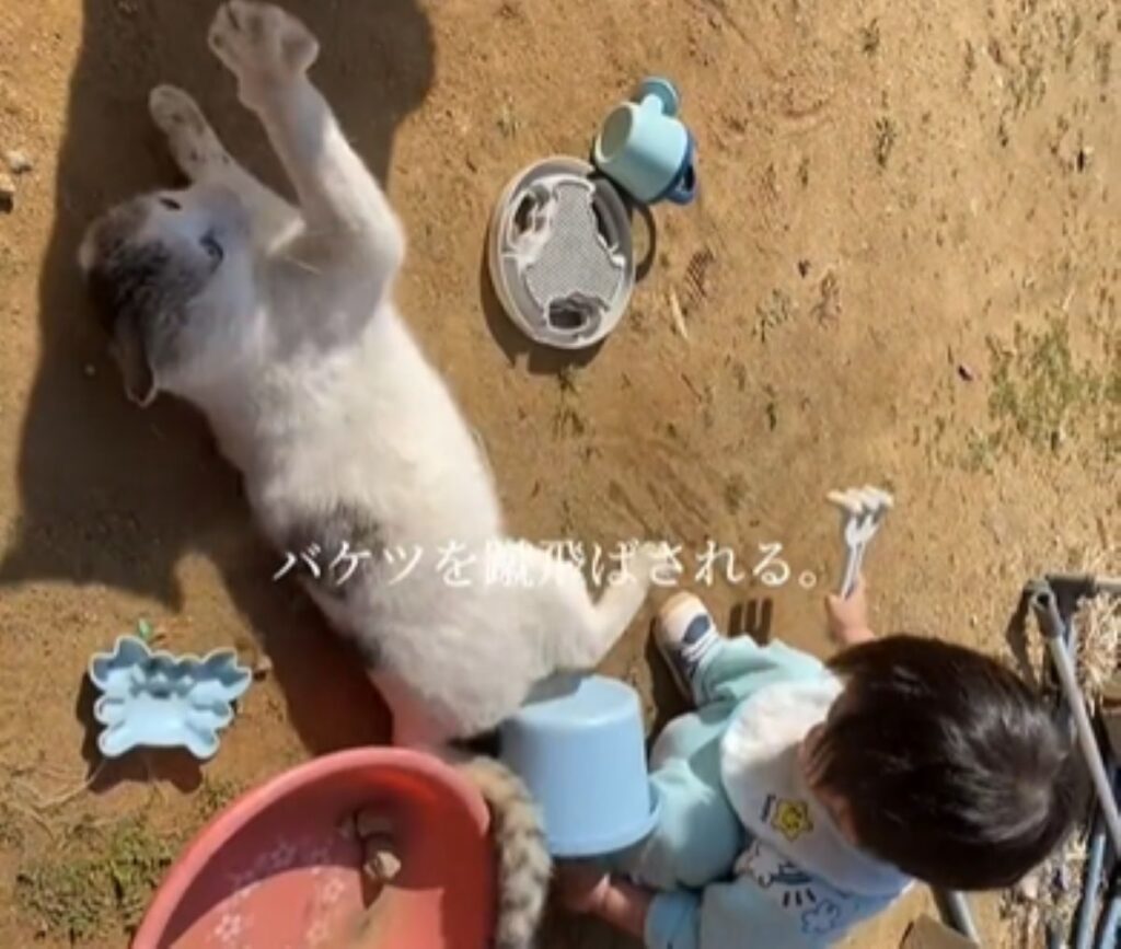 猫と一緒に育った息子（提供元：＠365dayshusbandさん）