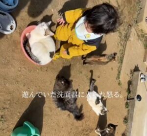 猫と一緒に育った息子（提供元：＠365dayshusbandさん）