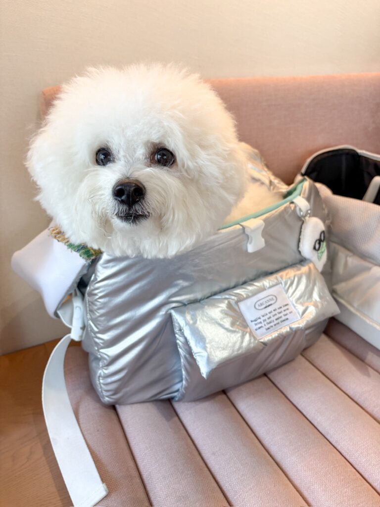 カバンに入るぼんくん（＠bon__124さんより提供）